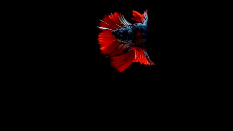 Super-slow-motion-of-vibrant-Siamese-fighting-fish-(Betta-splendens),-well-known-name-is-Plakat-Thai