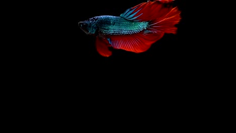 Super-slow-motion-of-vibrant-Siamese-fighting-fish-(Betta-splendens),-well-known-name-is-Plakat-Thai