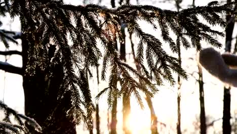 Female-hand-in-a-mitten-shakes-snow-from-a-spruce-branch,-a-hand-beats-along-a-fluffy-branch,-slow-motion