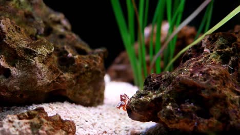hermosa-camarón-pequeño-en-tanque-de-peces.