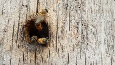 Las-abejas-anidan-en-equipo.-De-madera,-lenta-y-lenta.