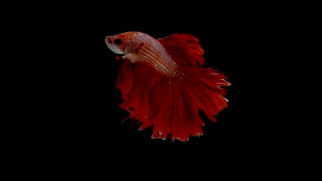 Super-slow-motion-of-RED-Siamese-fighting-fish-(Betta-splendens),-well-known-name-is-Plakat-Thai