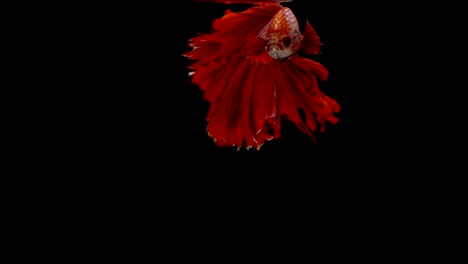 Super-Slow-Motion-der-roten-siamesische-Kampffische-(Betta-Splendens),-gut-bekannte-Name-ist-Thai,-Plakat