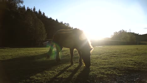 Pferd.-Pferd,-zu-Fuß-in-das-Feld