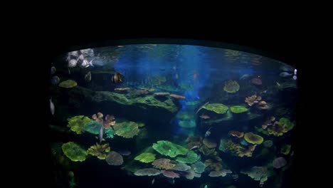 Hermosos-peces-en-el-acuario-con-decoración-de-acuático-plantas-de-fondo.