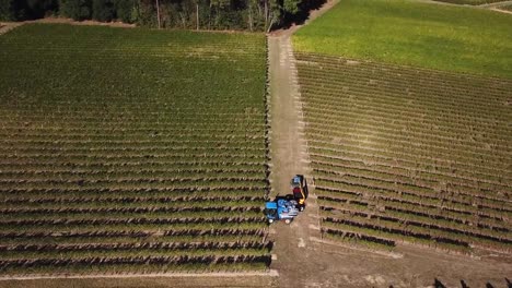 Traube-Erntemaschine,-Luftaufnahme-von-Weinland-Ernten-der-Trauben-mit-Harvester-Maschine,-Drohne-auf-Bordeaux-Weinbergen-Landschaft,-Frankreich