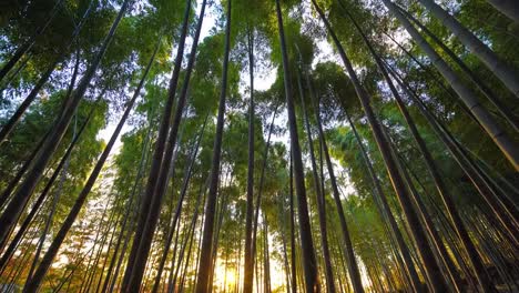 Bosque-de-bambú-hermosos-en-la-ciudad-de-Arashiyama-Kyoto