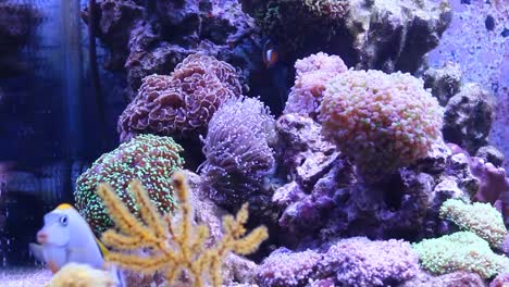 Coral-reef-aquarium-scene