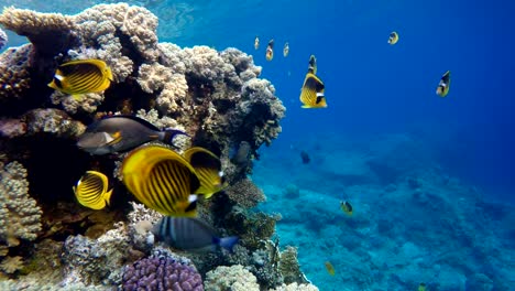 Los-arrecifes-de-coral-y-peces-tropicales.-Hermosos-peces-tropicales-y-arrecife-de-coral.