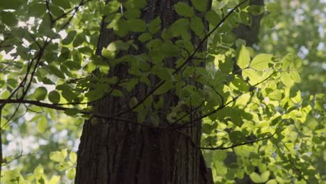 Sonne-flares-Trog-Blätter-im-Wald