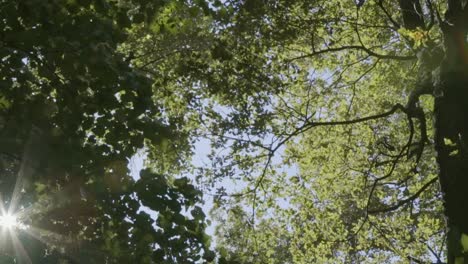 Sun-flares-trough-leaves-in-forest