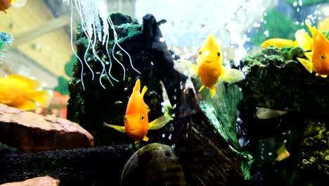 Yellow-fish-float-in-an-aquarium-in-a-shopping-center,-4k.