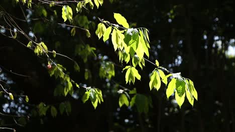 Hojas-verdes-y-ramas-en-el-viento