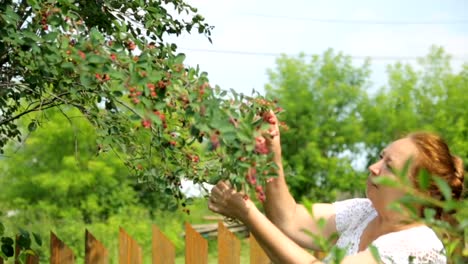 Woman-eating-shadberry-from-tree