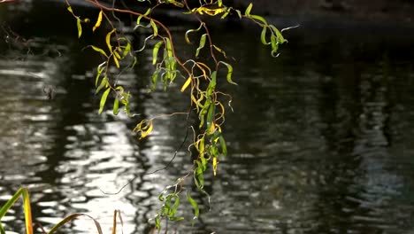 Ast-über-das-Wasser