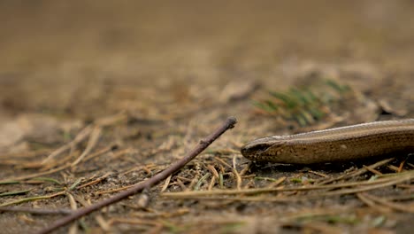 Lagartos-limbless-se-parecen-a-una-serpiente.-Slowmotion-180-fps-cerca-de-tiro