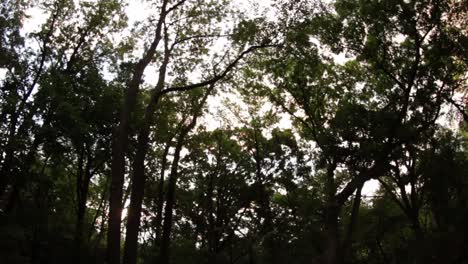 Sun-Rise-Through-Trees-Time-Lapse