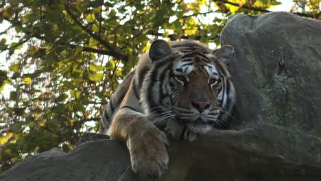 El-tigre-siberiano-está-descansando