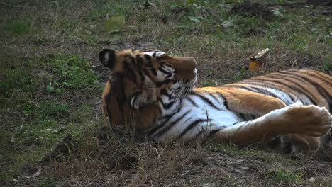 Der-sibirische-Tiger-ruht