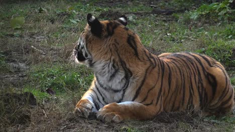 Der-sibirische-Tiger-ruht