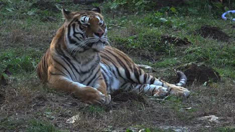 Der-sibirische-Tiger-ruht