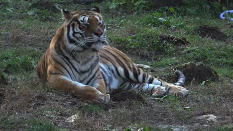 El-tigre-siberiano-está-descansando