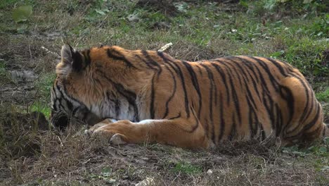 Der-sibirische-Tiger-ruht