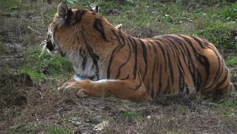 El-tigre-siberiano-está-descansando