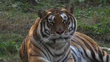 The-Siberian-tiger-is-resting