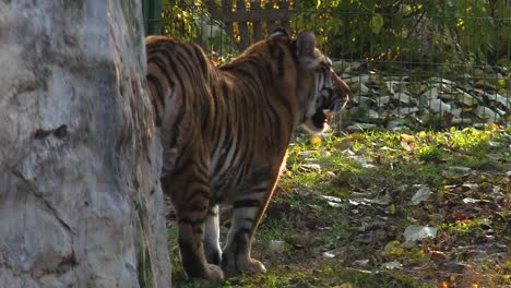 The-Siberian-tiger-is-resting