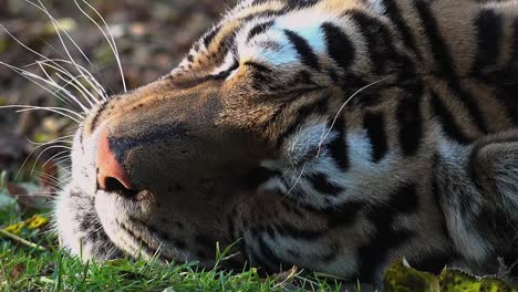 The-Siberian-tiger-is-resting