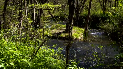 Flood-of-the-wild-river