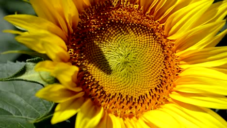 Beautiful-sunflower-in-the-wind,-close-up