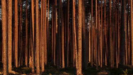 Kiefer-Wald-Sonnenuntergang-Zeitraffer