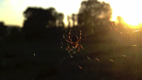 close-up-spider