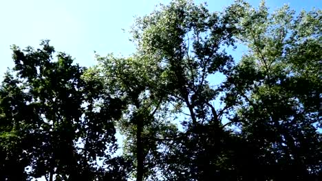 Tops-of-trees.	Shooting-in-the-movement.