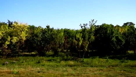 Country-landscape.	Shooting-in-the-movement.