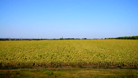 Campo-de-la-agricultura.