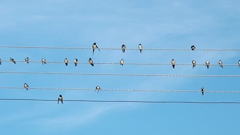 Bandada-de-pájaros-están-sentados-en-los-cables-eléctricos.-Blanco-y-negro-de-aves-registran-mientras-prinking.-Pájaros-contra-el-fondo-del-cielo-de-verano-azul.