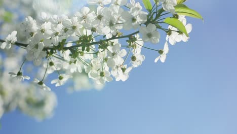 Blühender-Zweig-der-Kirsche-mit-Blendenfleck-ist-schwankend-auf-blauen-Himmelshintergrund