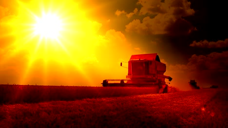 Harvest-Wheat-Sunset