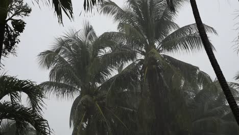The-silhouette-of-coconut-palm-trees-in-rainy-day
