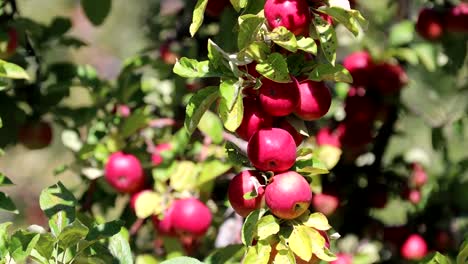 Rote-Äpfel-in-einem-Baum