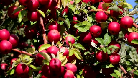 Rote-Äpfel-in-einem-Baum