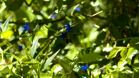 Biene-auf-einer-Blüte