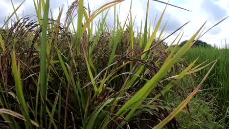 Campo-de-la-baya-del-arroz-púrpura-en-cámara-lenta