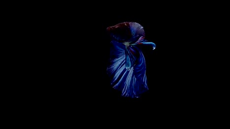 Super-slow-motion-of-vibrant-Siamese-fighting-fish-(Betta-splendens),-well-known-name-is-Plakat-Thai