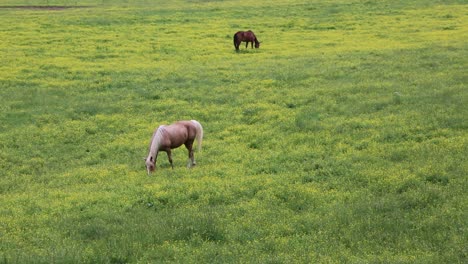 Caballos-en-el-pasto