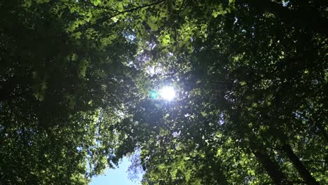 Sunshine-Peeking-Through-Forest-Leaves-2