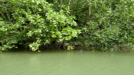 Forest-on-limestone-mountain-along-coastal-area-in-Phangnga-Bay-national-park,-Thailand-in-summer-for-environment,-relaxation,-travel,-journey,-season-and-climate-change-concept